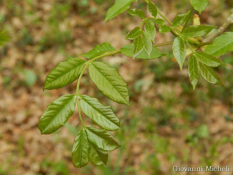 Fraxinus ornus (cfr.) - Oleaceae